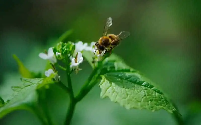 Honey museum